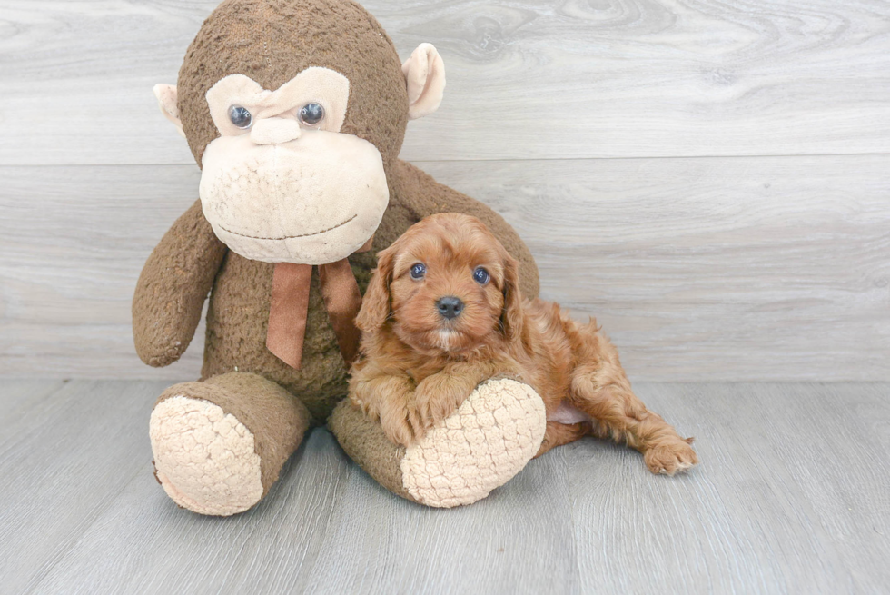 Cavapoo Pup Being Cute