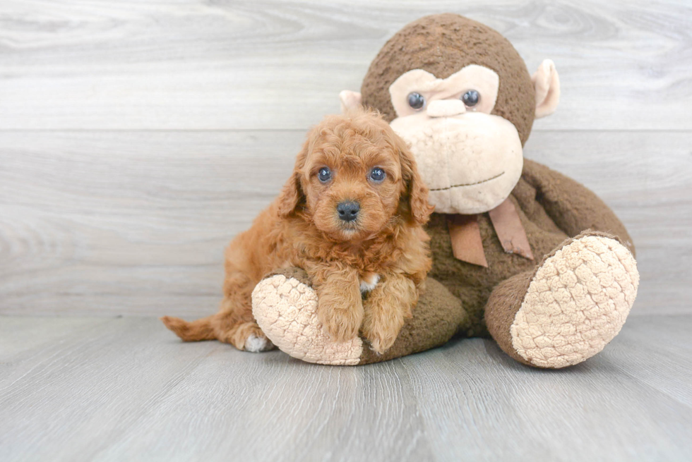 Funny Cavapoo Poodle Mix Pup