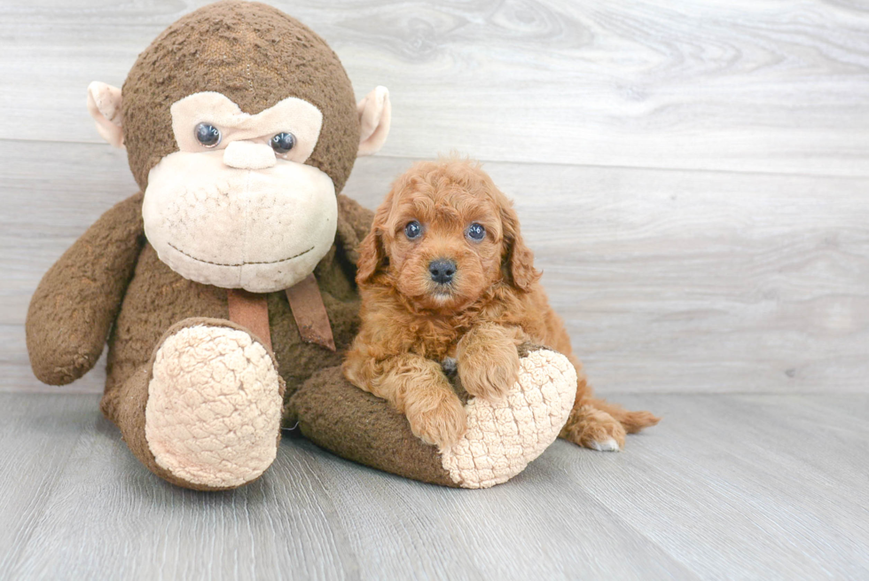 Friendly Cavapoo Baby