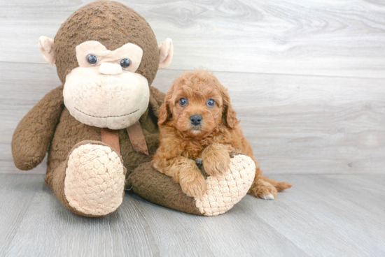 Friendly Cavapoo Baby