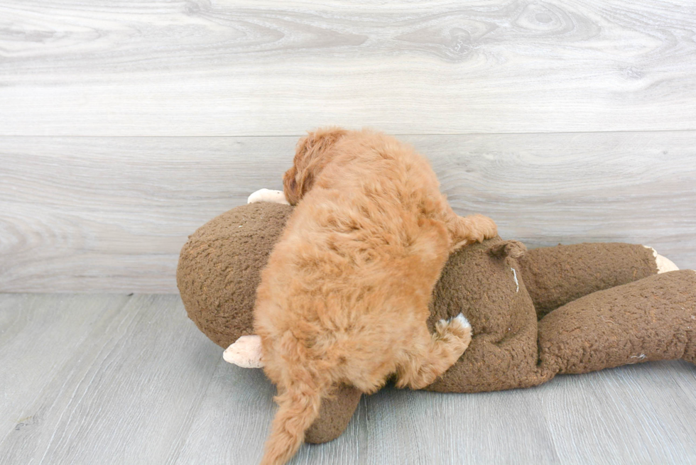 Cavapoo Pup Being Cute