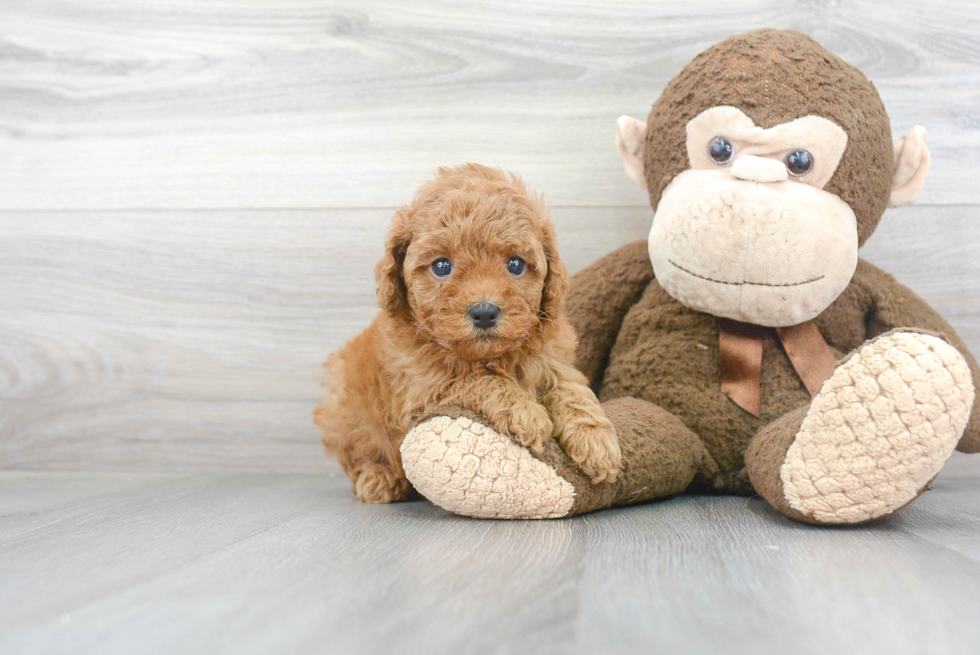 Best Cavapoo Baby