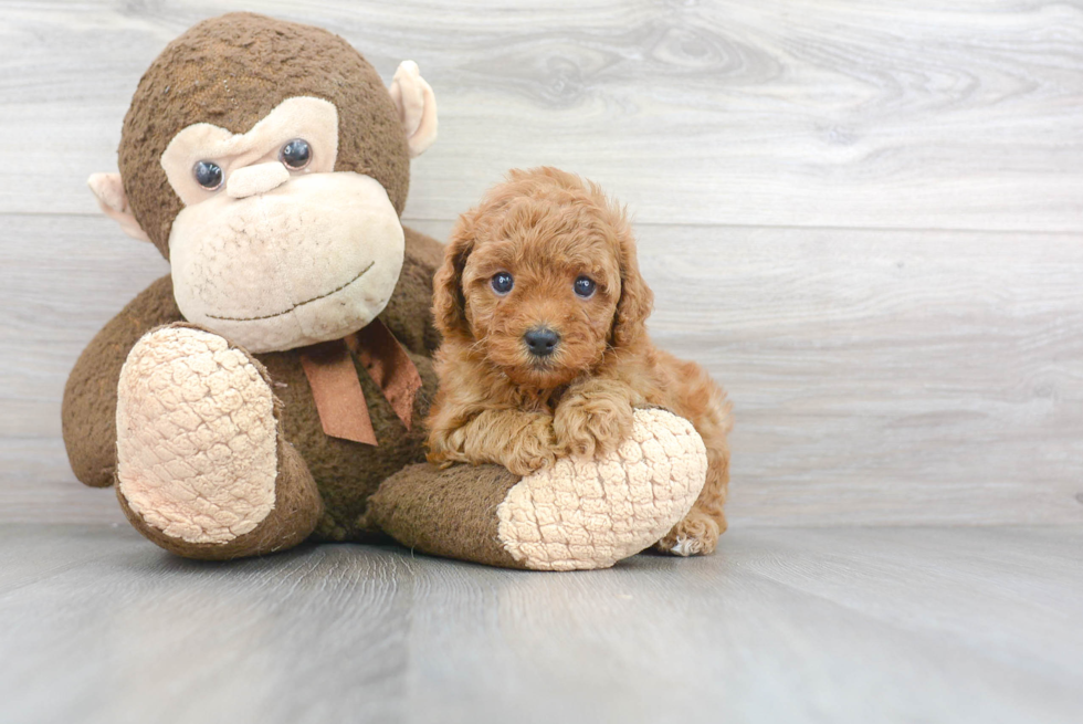 Popular Cavapoo Poodle Mix Pup