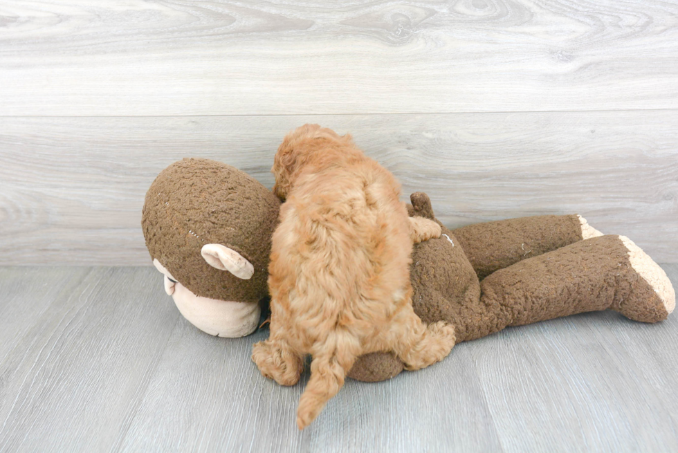 Fluffy Cavapoo Poodle Mix Pup