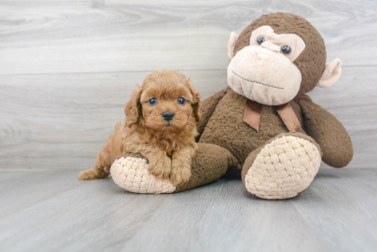 Sweet Cavapoo Baby