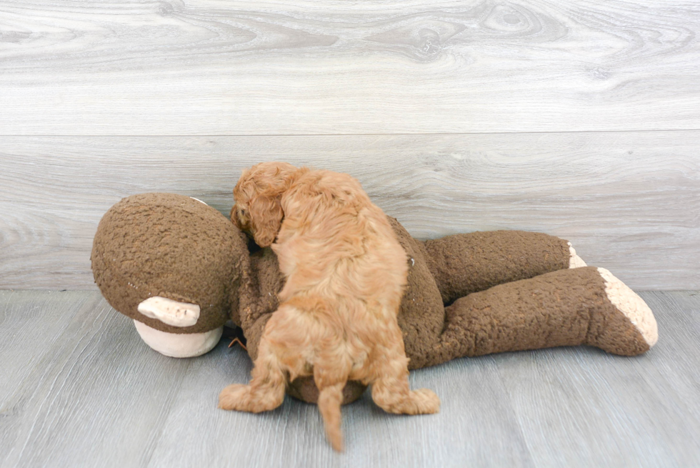 Hypoallergenic Cavoodle Poodle Mix Puppy