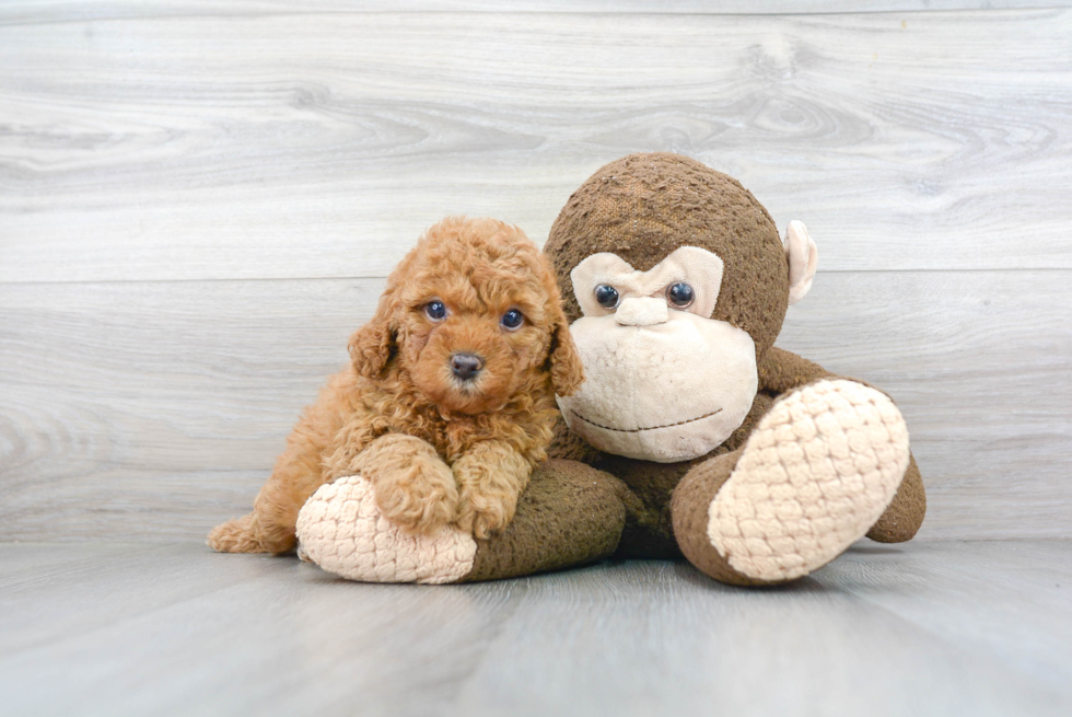 Friendly Cavapoo Baby