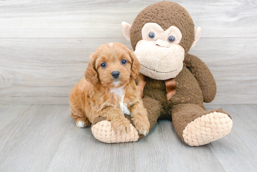 Best Cavapoo Baby