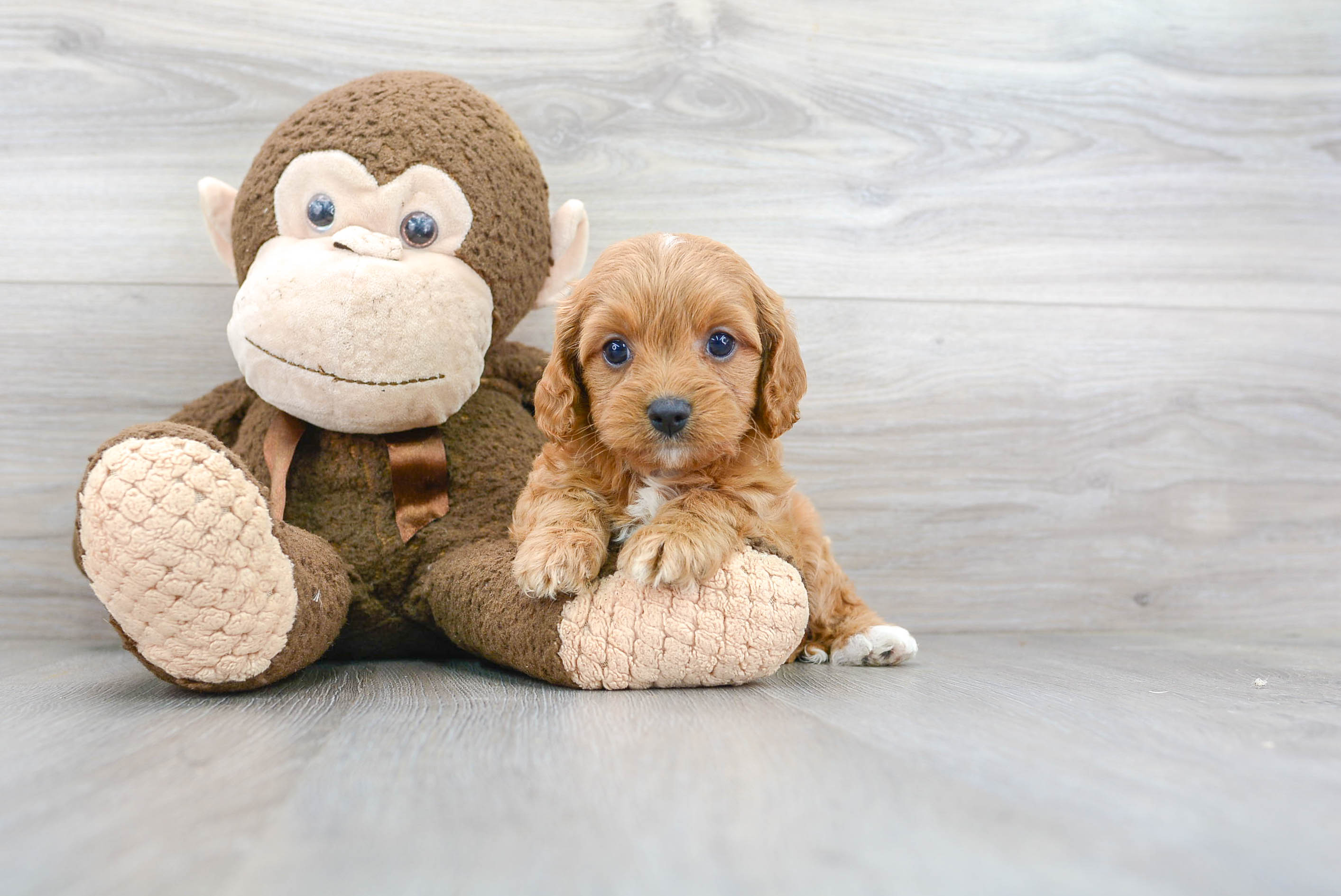 Happy Cavapoo Baby