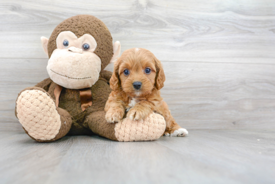 Happy Cavapoo Baby