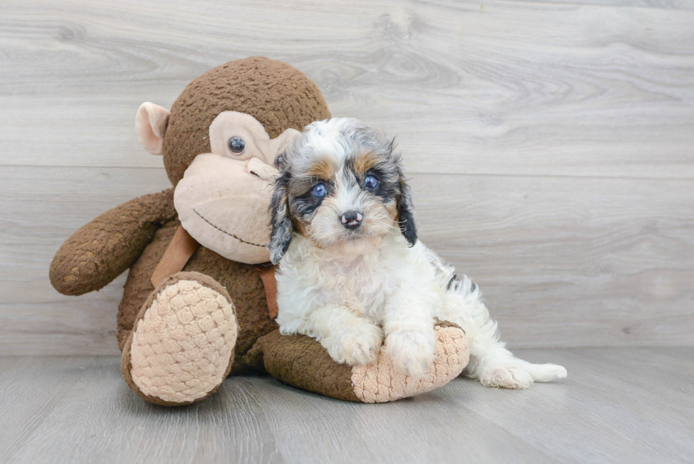 Popular Cavapoo Poodle Mix Pup