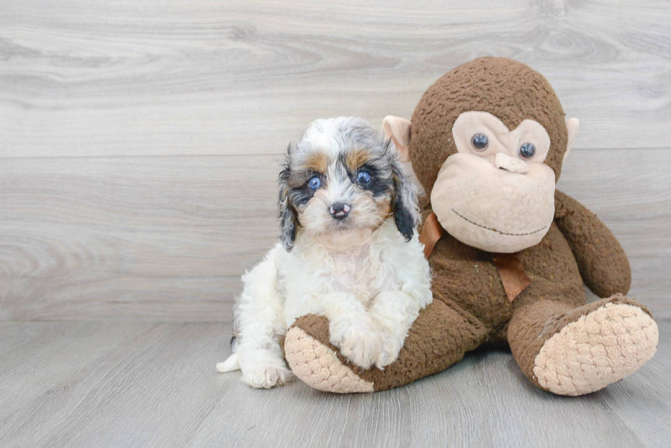 Small Cavapoo Baby