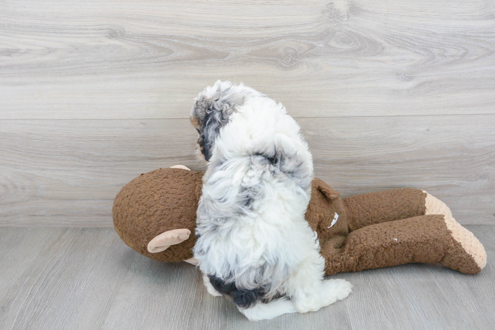 Best Cavapoo Baby