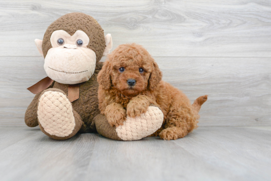 Cavapoo Puppy for Adoption