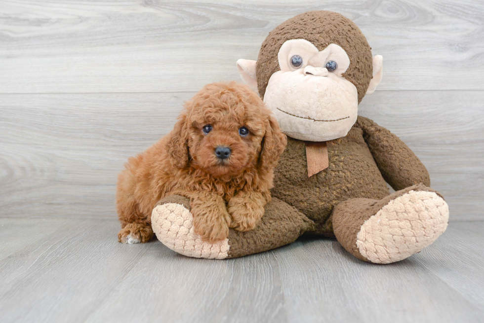 Cavapoo Pup Being Cute