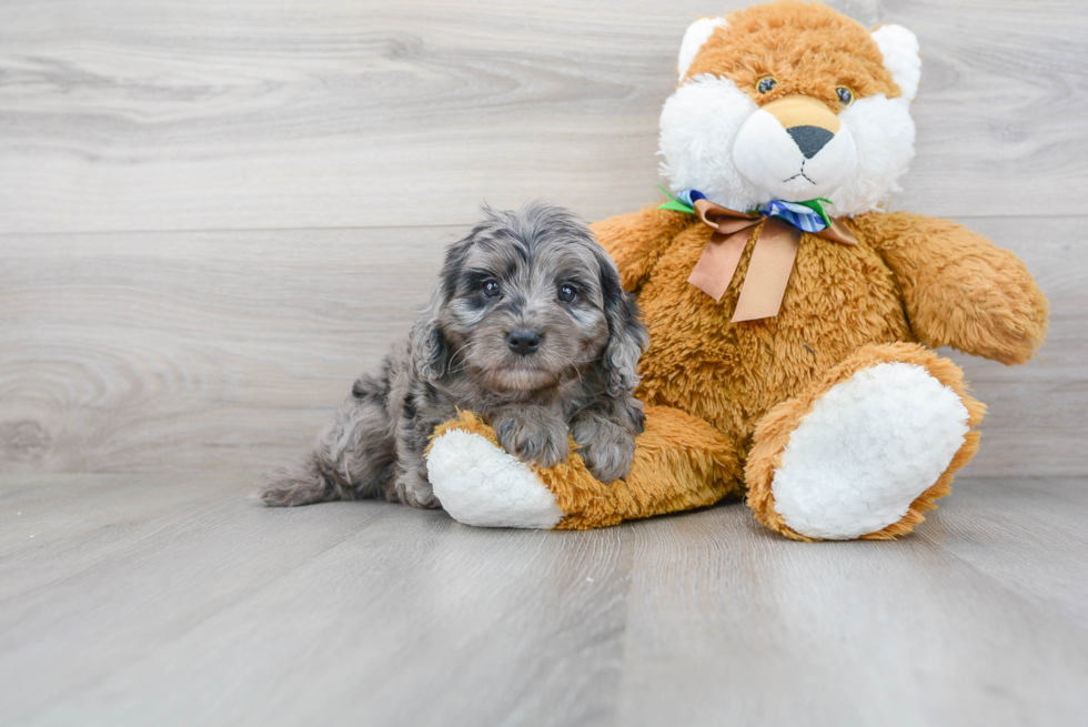 Cavapoo Pup Being Cute