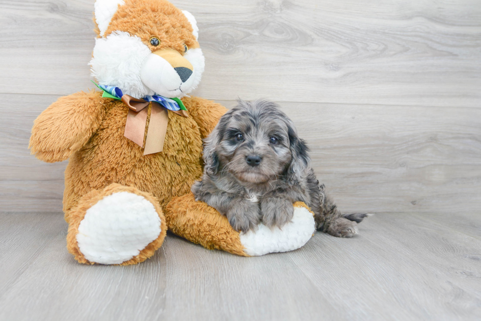 Best Cavapoo Baby