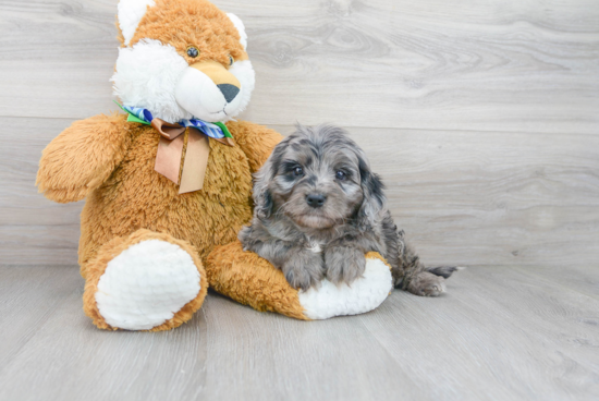 Best Cavapoo Baby