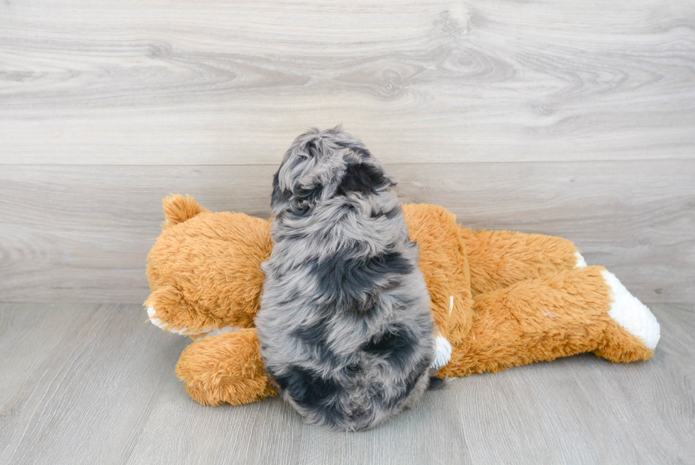 Cavapoo Pup Being Cute