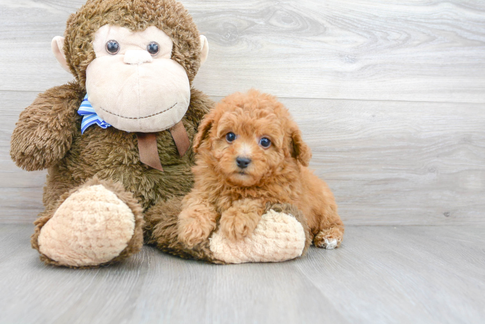 Small Cavapoo Baby