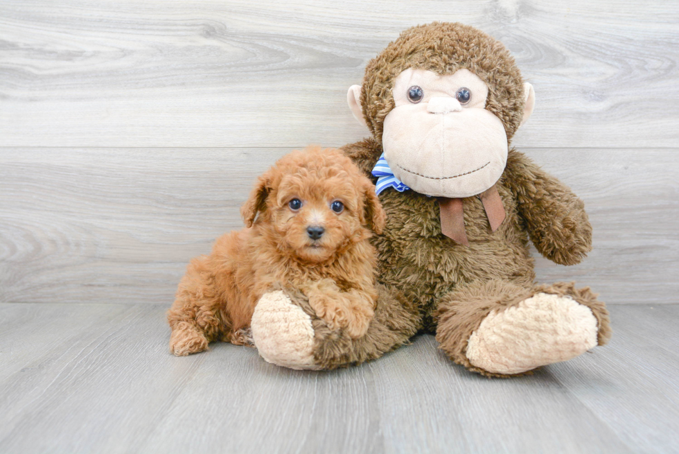 Small Cavapoo Baby