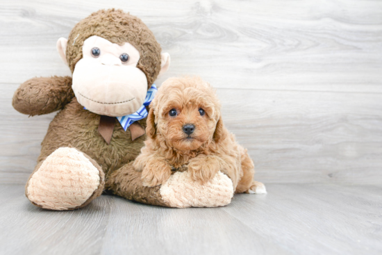 Cavapoo Pup Being Cute