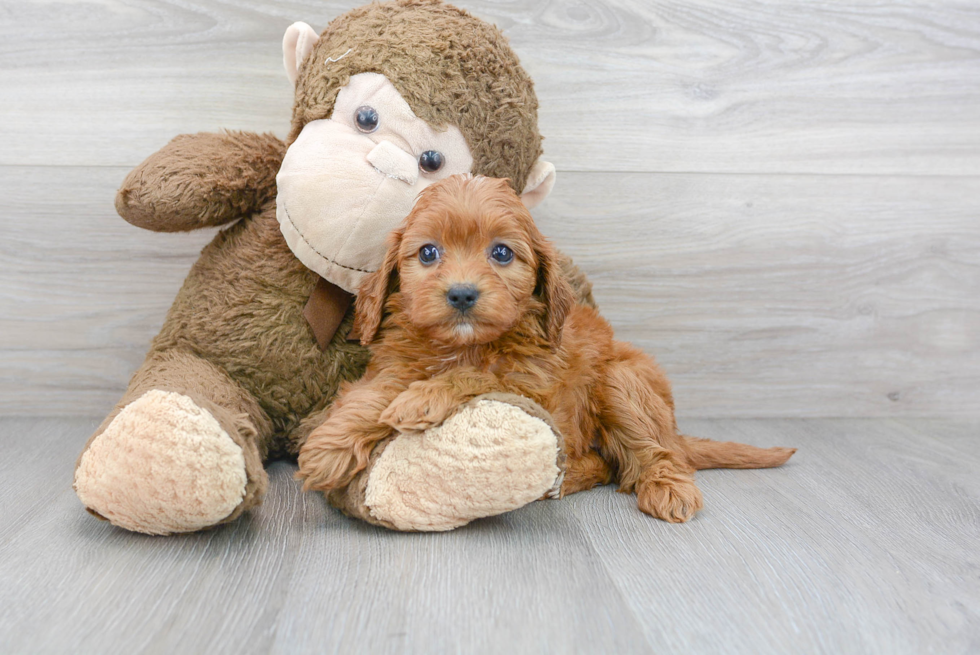 Smart Cavapoo Poodle Mix Pup