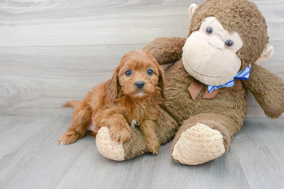 Cute Cavapoo Baby