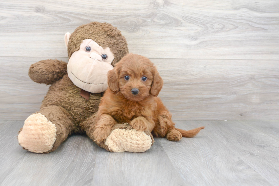 Little Cavoodle Poodle Mix Puppy