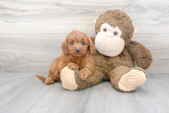 Playful Cavoodle Poodle Mix Puppy