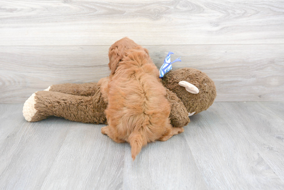 Small Cavapoo Baby