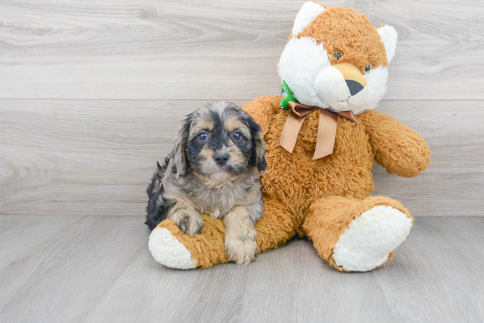 Smart Cavapoo Poodle Mix Pup