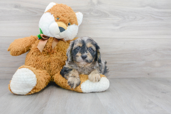 Best Cavapoo Baby