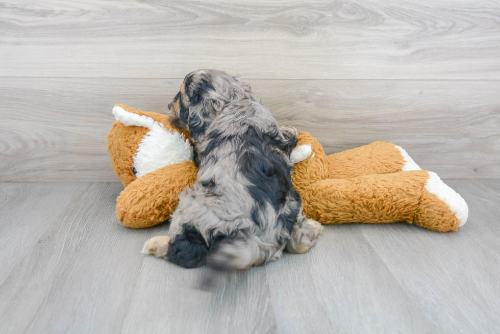 Cavapoo Pup Being Cute