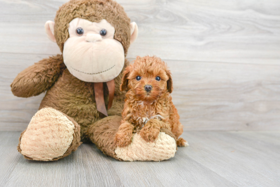 Fluffy Cavapoo Poodle Mix Pup