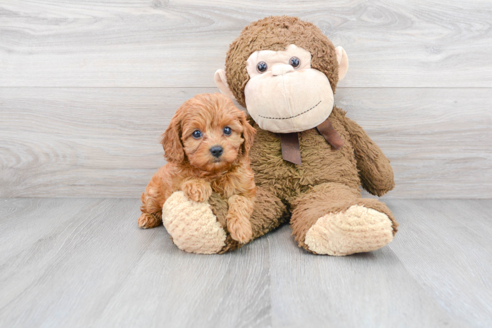 Cavapoo Pup Being Cute