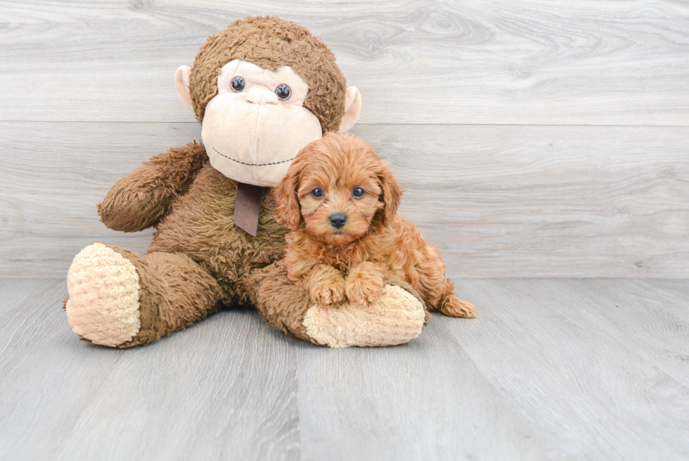 Sweet Cavapoo Baby