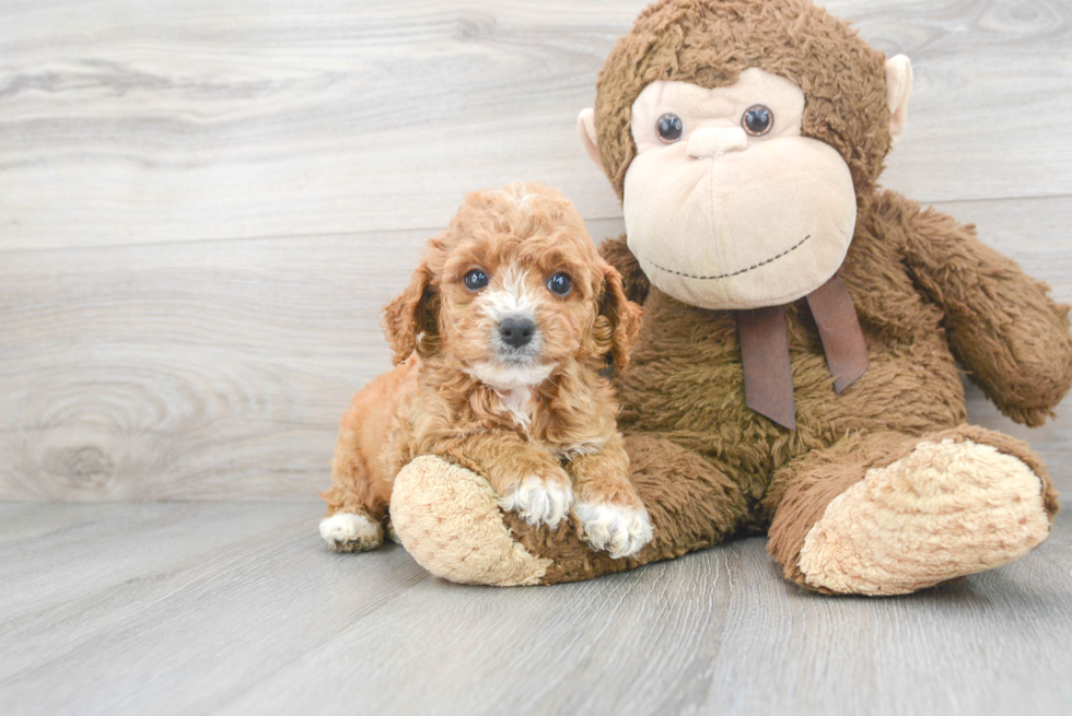 Little Cavoodle Poodle Mix Puppy