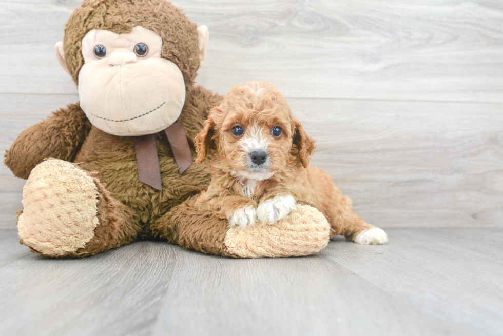 Popular Cavapoo Poodle Mix Pup