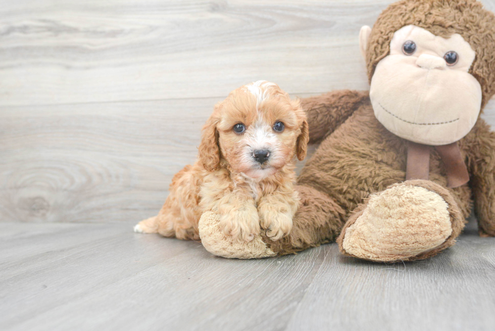 Small Cavapoo Baby