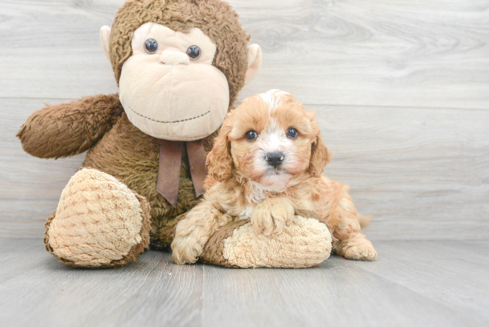 Cavapoo Puppy for Adoption