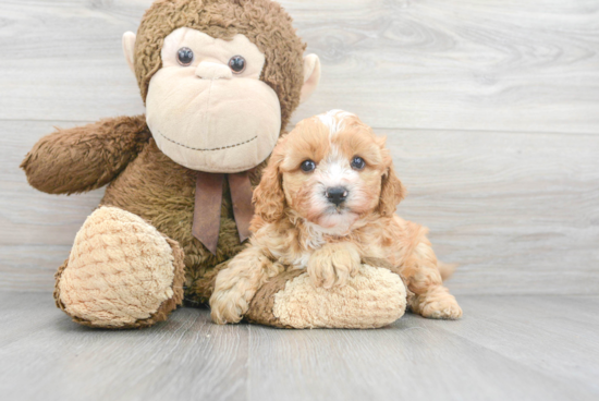 Cavapoo Puppy for Adoption