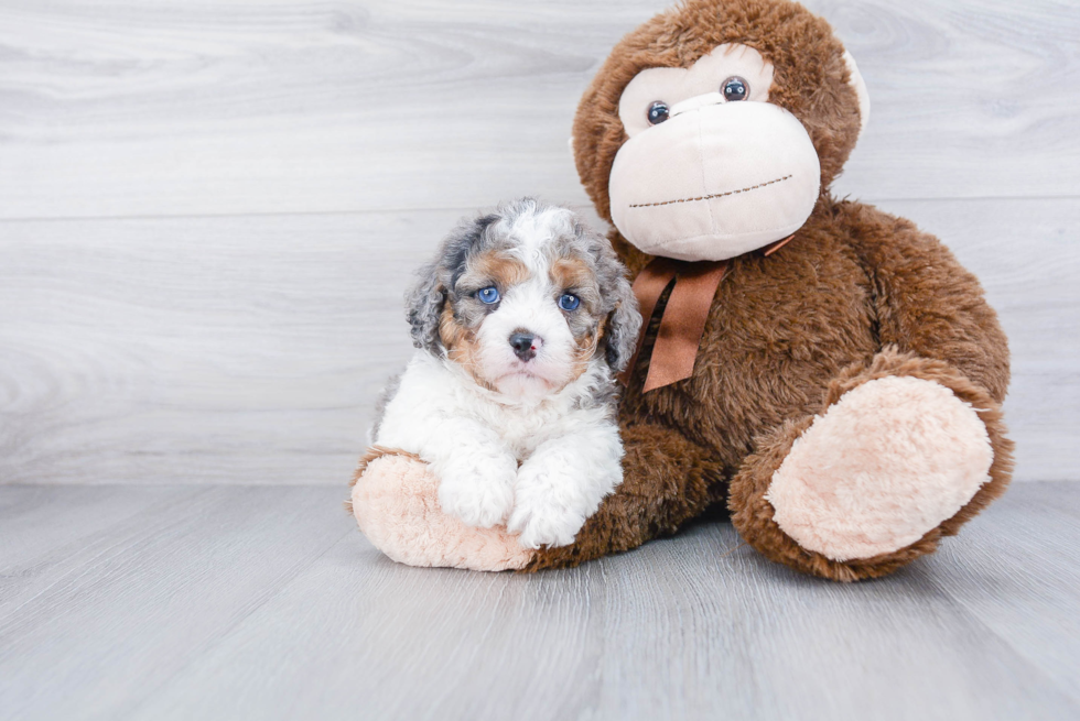 Sweet Cavapoo Baby