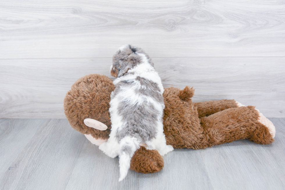 Cavapoo Pup Being Cute