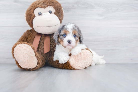 Happy Cavapoo Baby