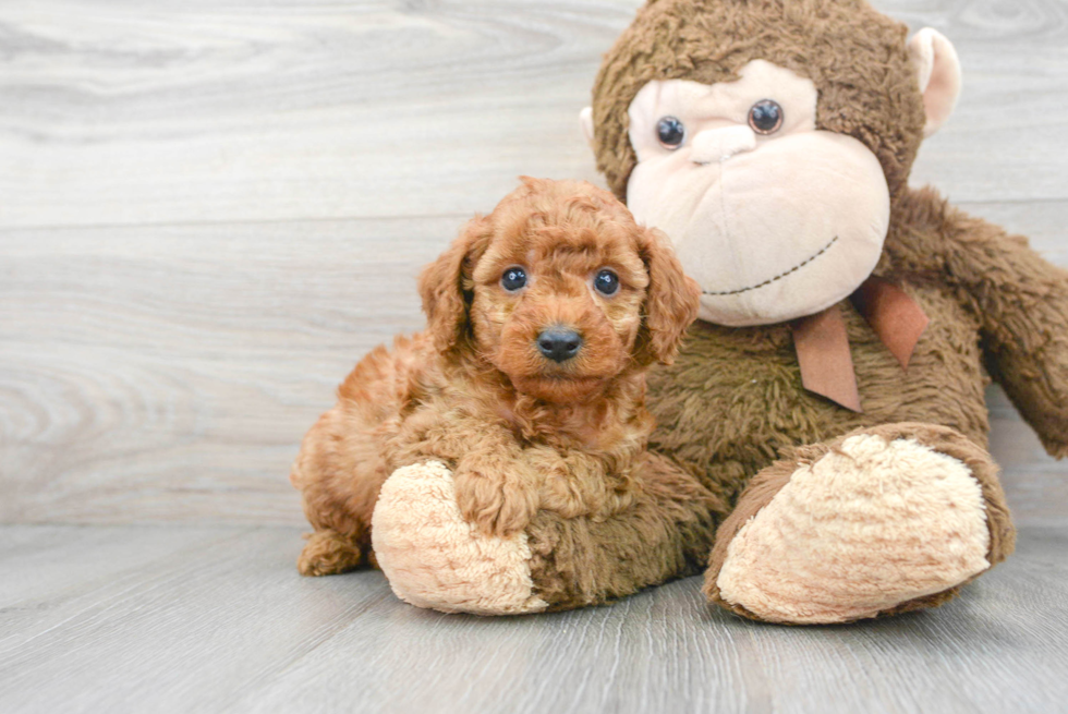 Adorable Cavoodle Poodle Mix Puppy