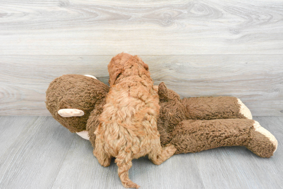 Cavapoo Puppy for Adoption