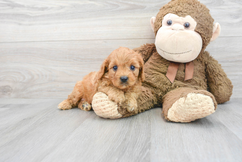 Meet Calvin - our Cavapoo Puppy Photo 1/13 - Premier Pups