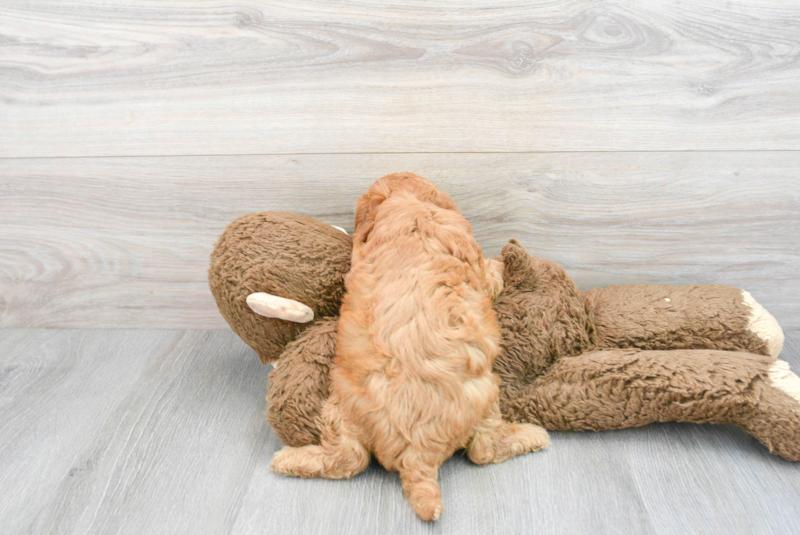Meet Calvin - our Cavapoo Puppy Photo 2/13 - Premier Pups