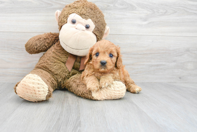 Meet Calvin - our Cavapoo Puppy Photo 3/13 - Premier Pups